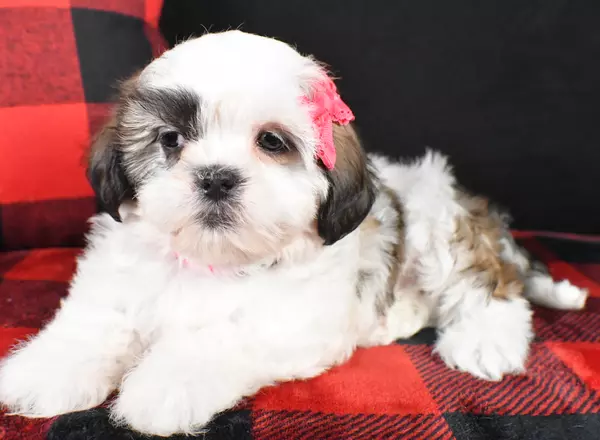 Shih Tzu - Kim