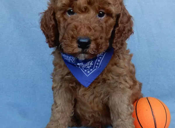 Mini Goldendoodle - Loki