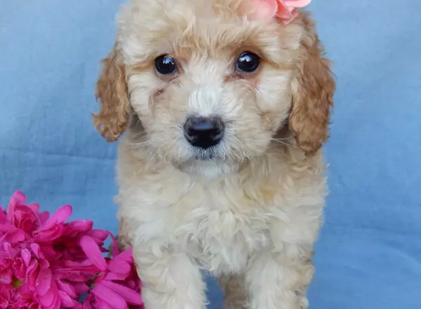 Mini Goldendoodle - Lola