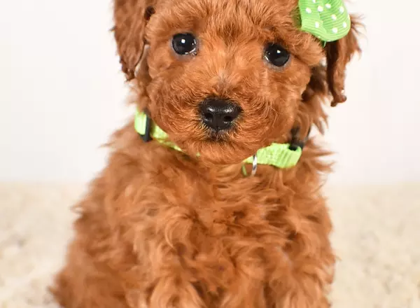 Miniature Poodle - Logan