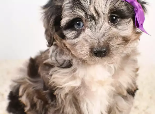 Mini Aussiedoodle - Gabby