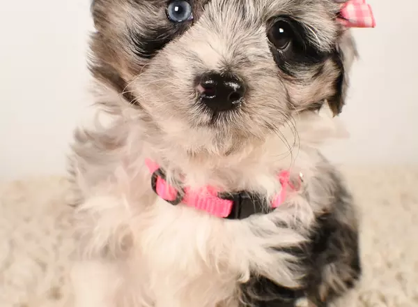 Mini Aussiedoodle - Gracie