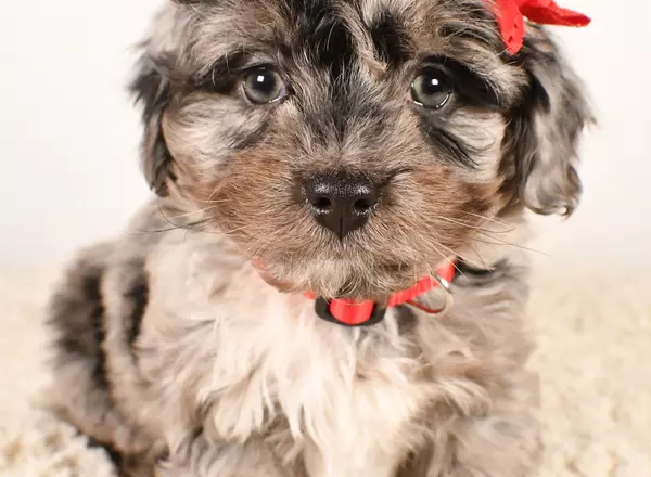 Mini Aussiedoodle - Gabriel