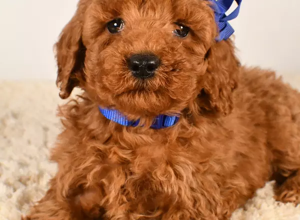 Miniature Poodle - Lincoln