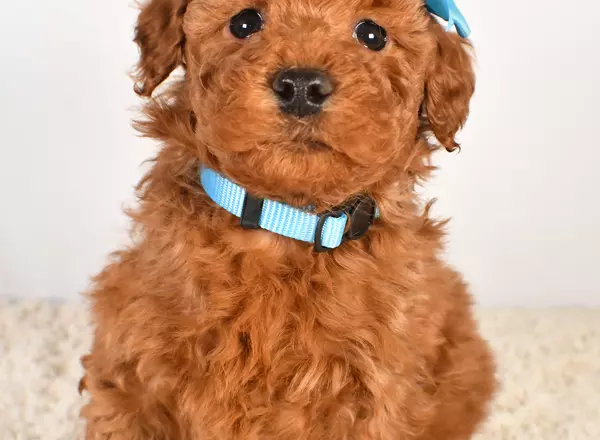 Miniature Poodle - Lucky
