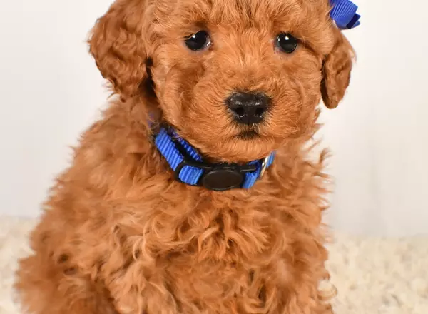 Miniature Poodle - Luke