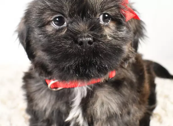 Shih Tzu - Kobe