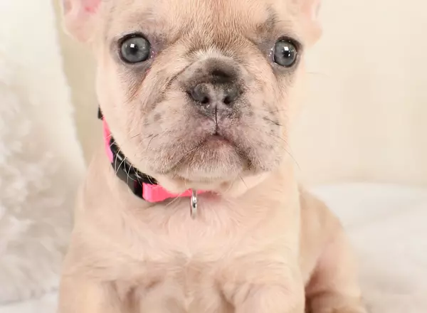 French Bulldog - Brittany