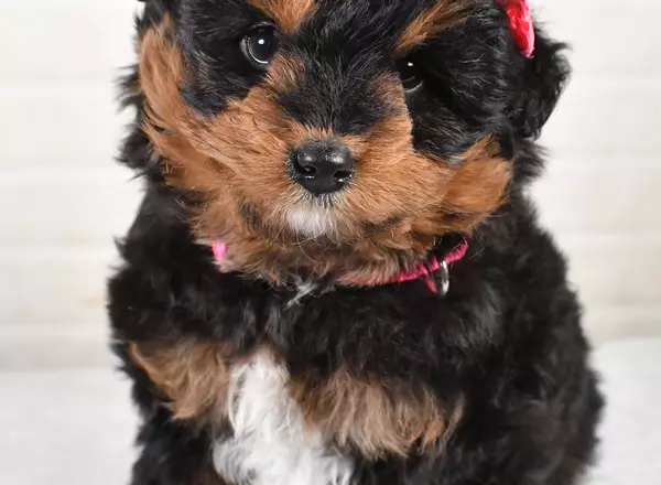 Mini Aussiedoodle - Ellie