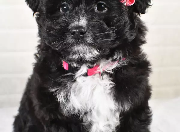 Mini Aussiedoodle - Ella