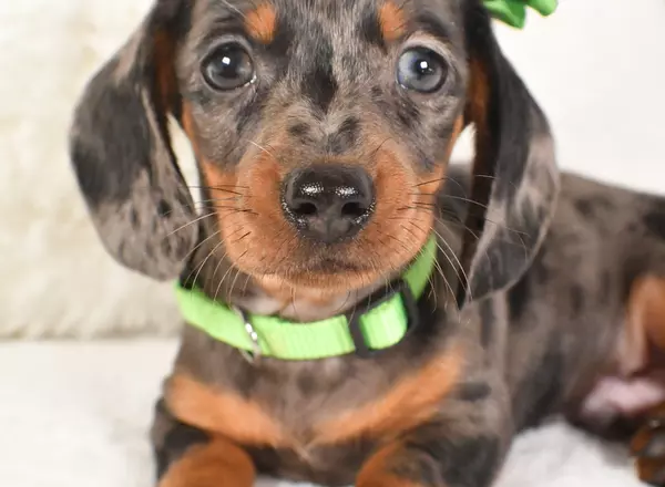 Miniature Dachshund - Dash