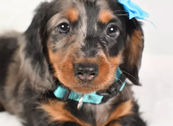 Miniature Dachshund - Denver