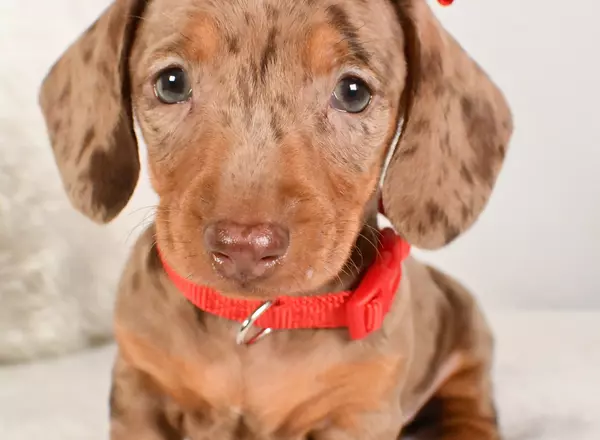 Miniature Dachshund - Diamond