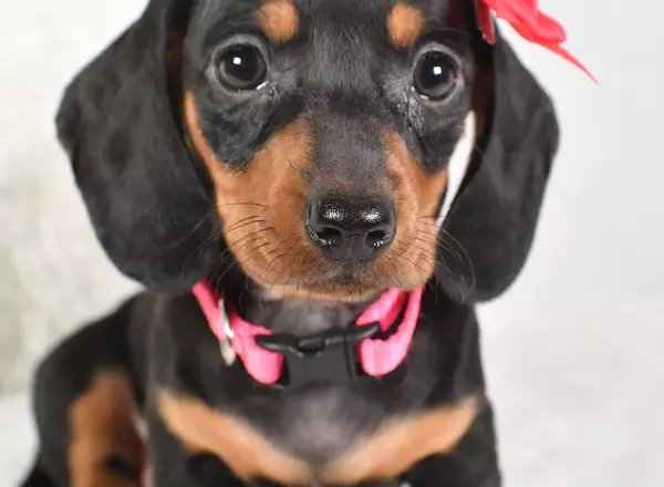 Miniature Dachshund - Dora