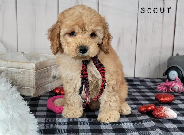 Cockapoo - SCOUT