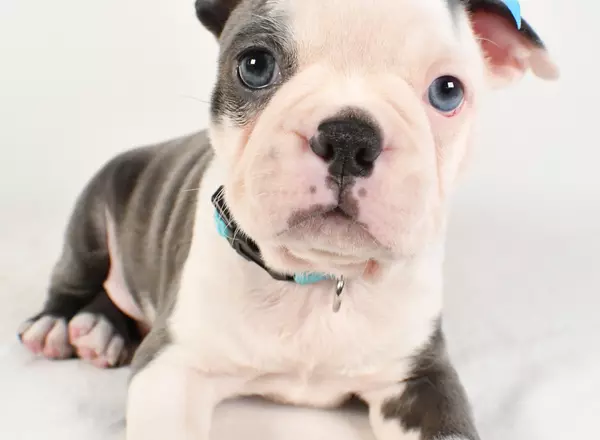Boston Terrier - Archie