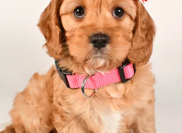 Cavapoo - Patty