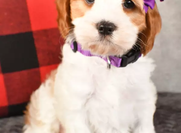 Cavapoo - Peggy