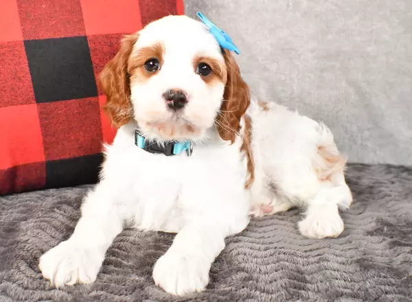 Cavapoo - Pepper