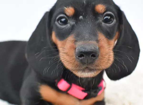 Miniature Dachshund - Lucy