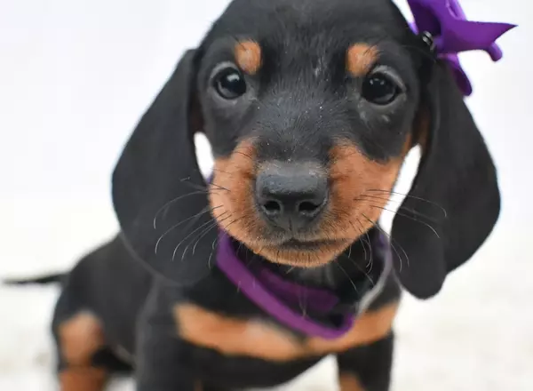 Miniature Dachshund - Lola