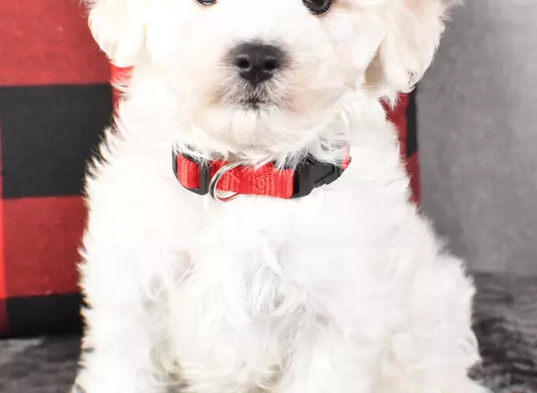 Maltipoo - Bentley