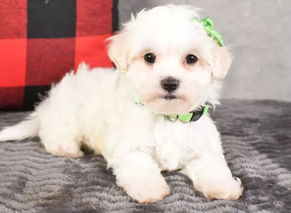 Maltipoo - Blake