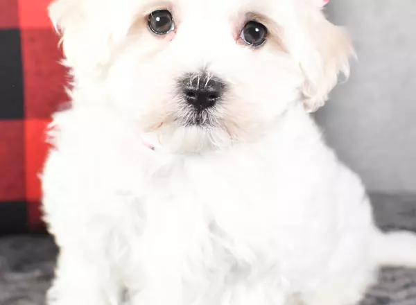 Maltipoo - Bonnie