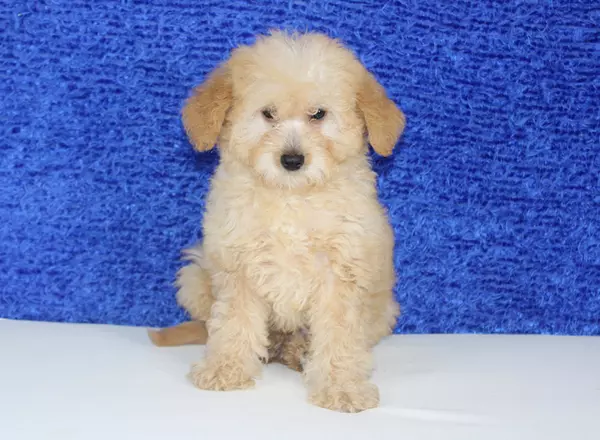 Mini Labradoodle - Scott