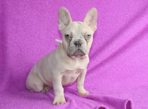 French Bulldog - Zelda