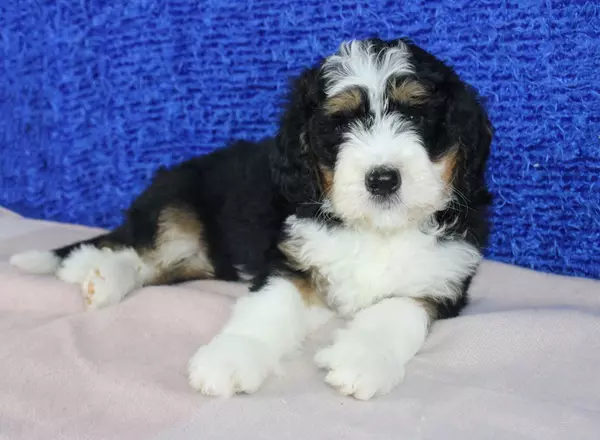 Bernedoodle - Standard - Bohden