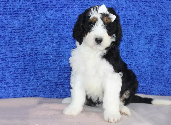 Bernedoodle - Standard - Klara