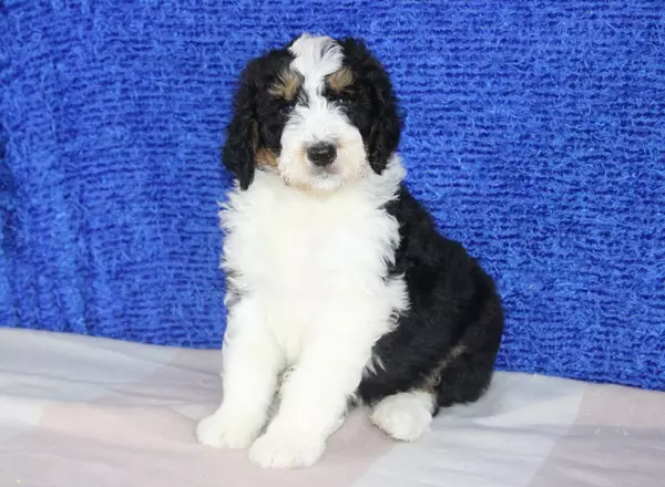 Bernedoodle - Standard - Dodge