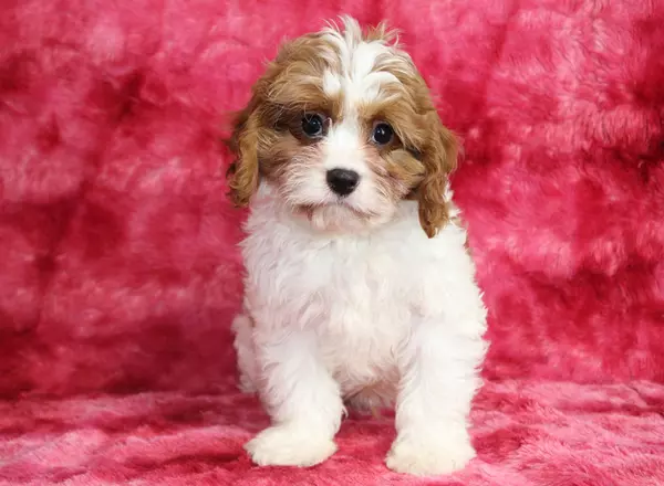 Cavapoo - Kenton