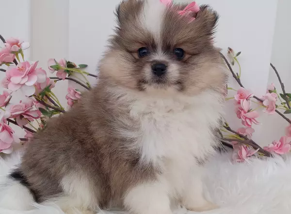 Pomeranian - Willow