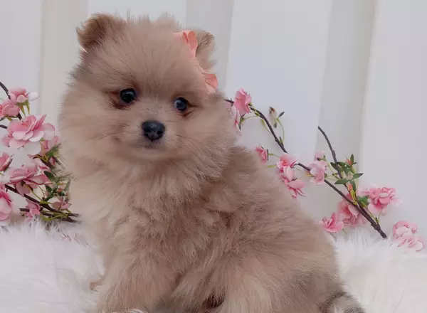 Pomeranian - Macy