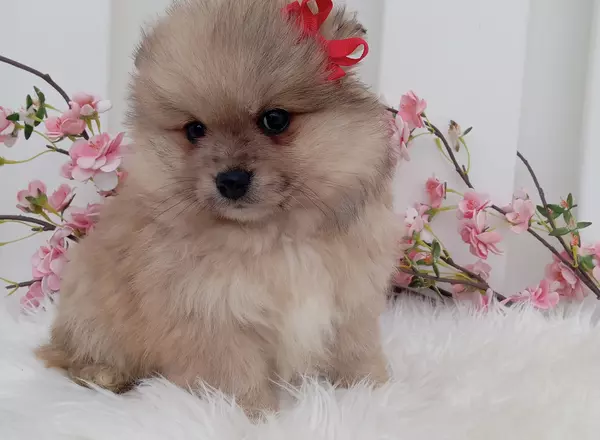 Pomeranian - LEO