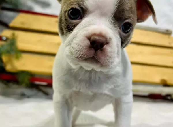 Boston Terrier - Seth