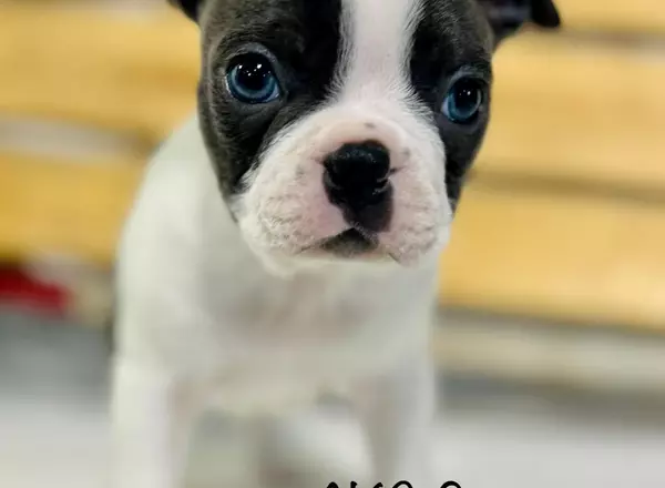 Boston Terrier - Sammy