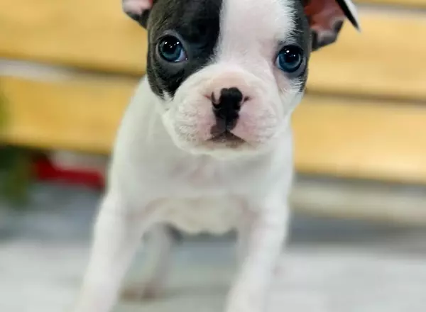 Boston Terrier - Silas