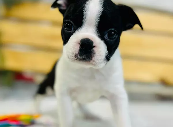 Boston Terrier - Snoopy