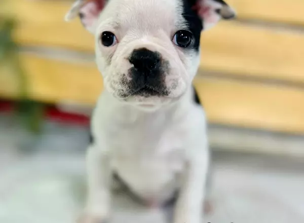 Boston Terrier - Stan