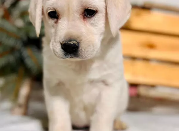 Labrador Retriever - Yellow - Lorie