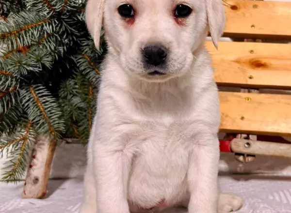 Labrador Retriever - Yellow - Liz