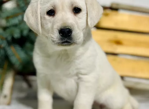 Labrador Retriever - Yellow - Lois