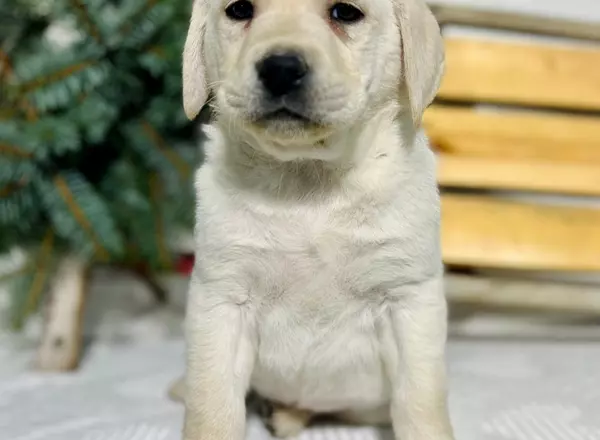 Labrador Retriever - Yellow - Lynn