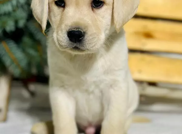 Labrador Retriever - Yellow - Luke