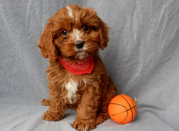 Cavapoo - Odie