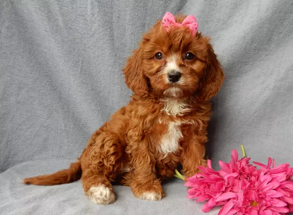 Cavapoo - Joy