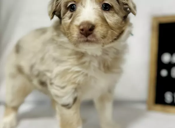 Australian Shepherd - Breeze rmf